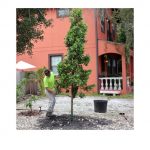 Neighborhood Canopy Program Registration Ends This Monday, August 17th