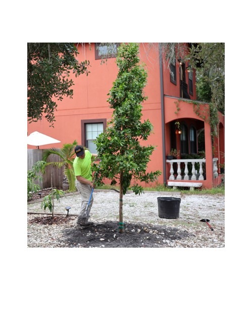 treeprogram